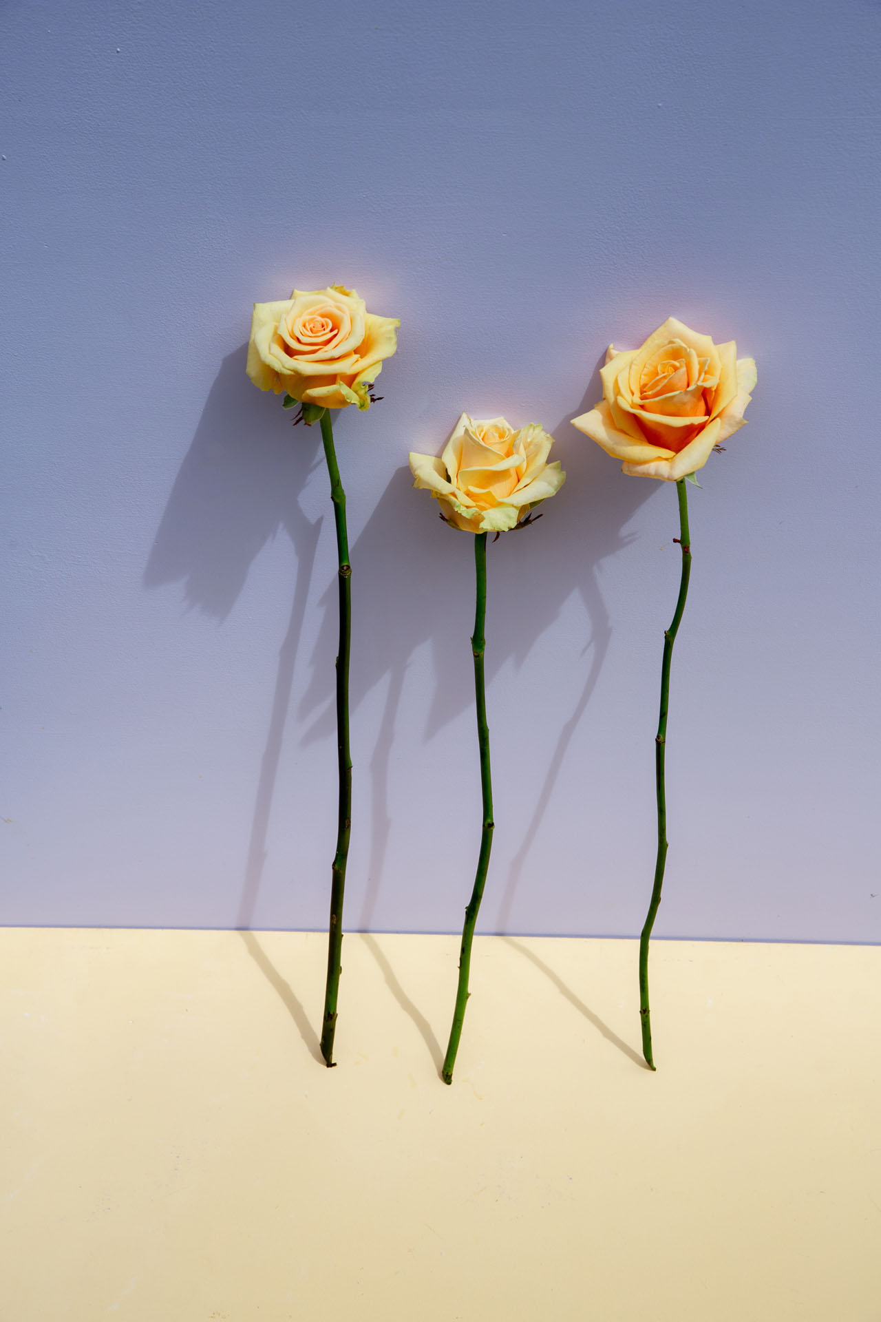 Rosen-Stilllife-flowers
